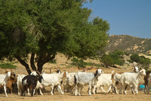 Goats on a mountain m — Stock Photo, Image