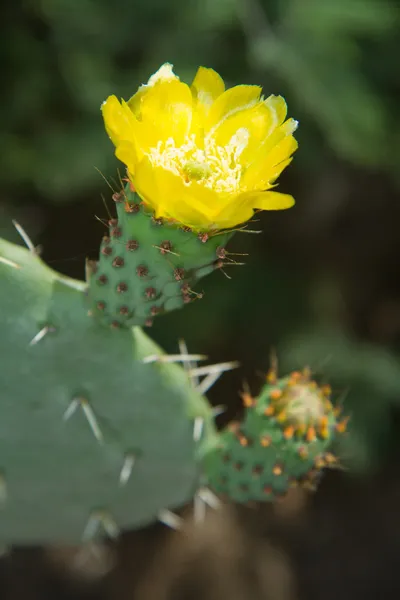 Cactus planta com flor — Fotografia de Stock