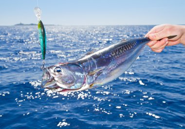 Tuna Mediterranean big game fishing clipart