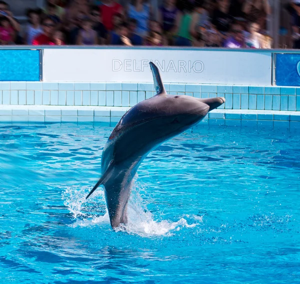 Прыжки с дельфина — стоковое фото