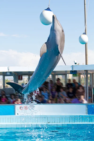 Salto de delfines —  Fotos de Stock