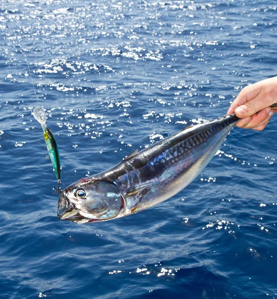 Tuna Mediterranean big game fishing — Stock Photo, Image