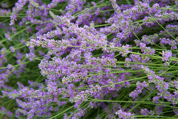 Flowers of lavender — Stock Photo, Image