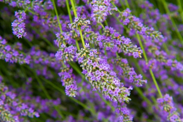 라벤더의 꽃 — 스톡 사진