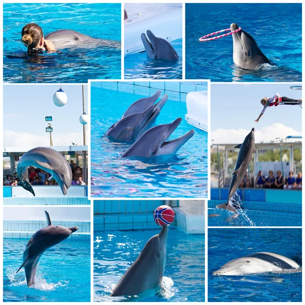 Delfin — Stock Fotó