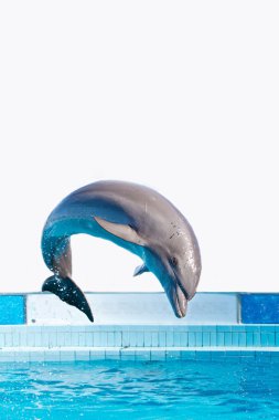 Dolphin jumping clipart