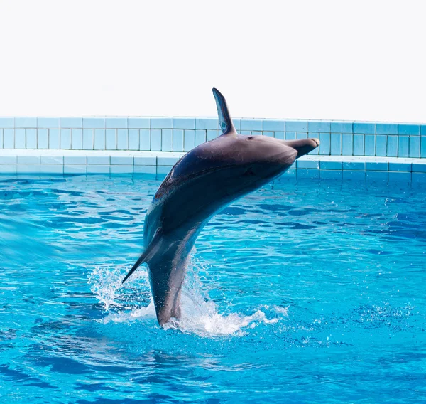 Ugró delfin — Stock Fotó