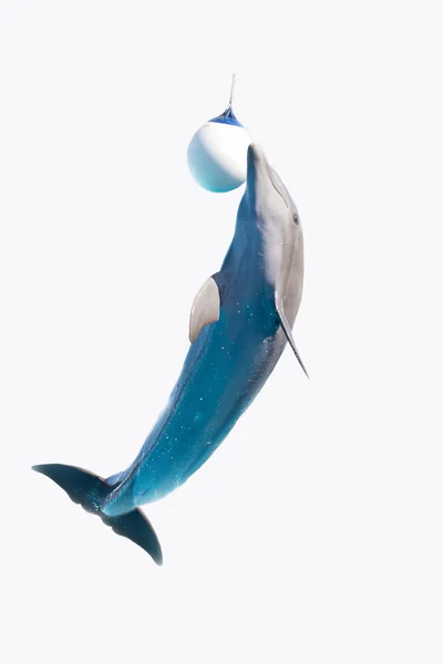 Salto de delfines —  Fotos de Stock