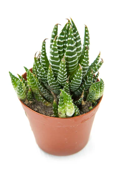 Succulent plant — Stock Photo, Image