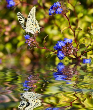 Butterfly on a flower clipart