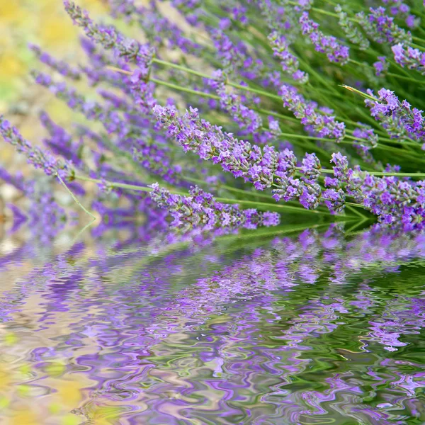 Flowers of lavender — Stock Photo, Image
