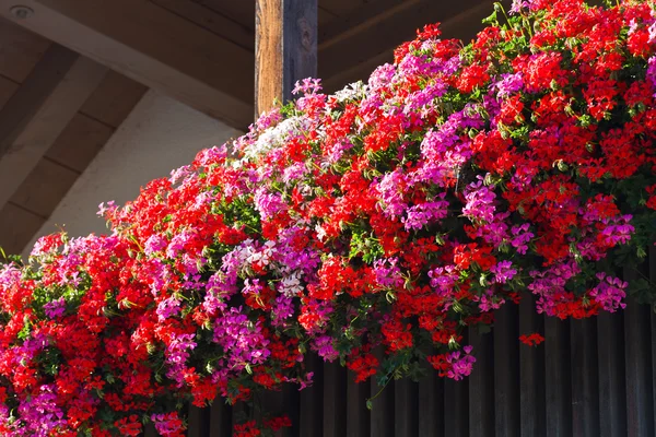 Flowers in window boxes — Stock Photo, Image