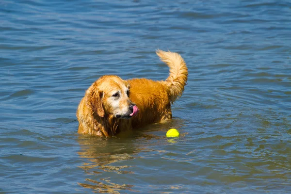 Belo macho Golden Retriever jogando na água — Fotografia de Stock