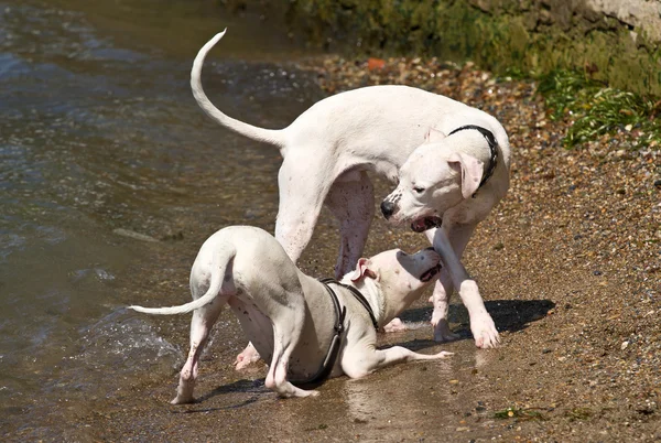 Two dogs playing and splashing in water — Stock Photo, Image