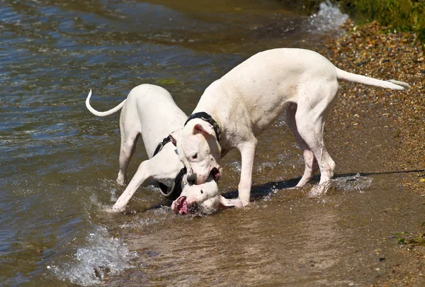 Two dogs playing and splashing in water — 图库照片