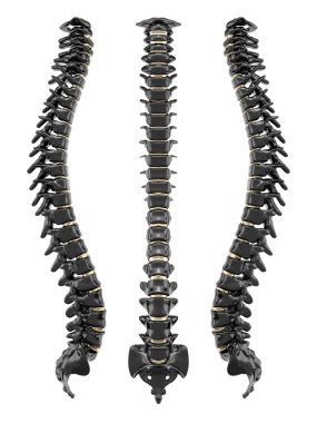 Spine black and golden clipart