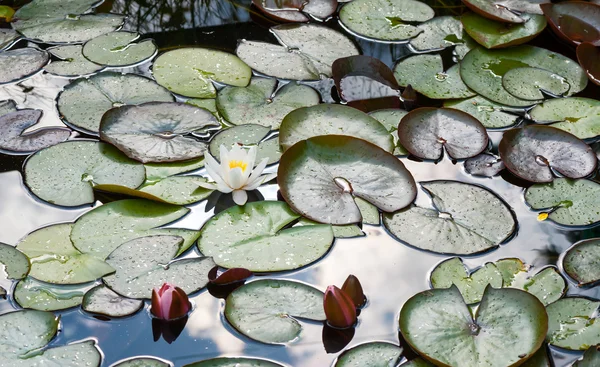 stock image Water lilies