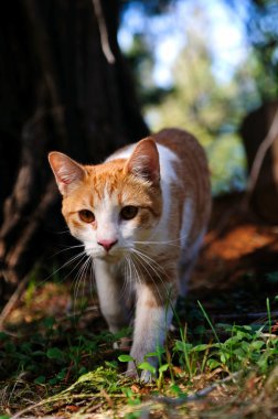 aralığı ve beyaz kedi