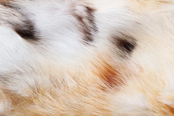 The fur — Stock Photo, Image