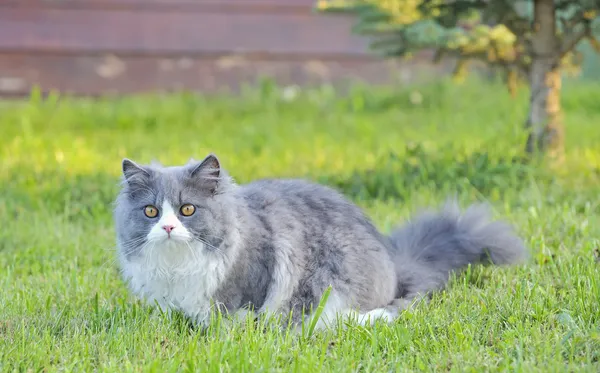 Ragdoll кішка — стокове фото