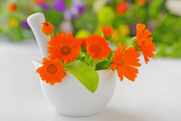 Körömvirág virág és habarcs — Stock Fotó