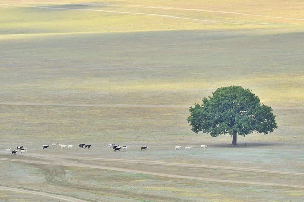 Árvore única e cabras — Fotografia de Stock