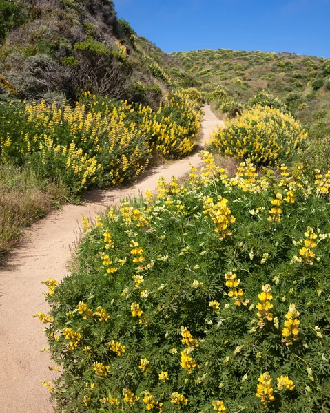 Pad door gele bush lupine in Californië — Stockfoto
