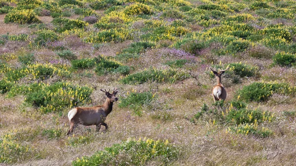 Tule elk in kalifornien — Stockfoto
