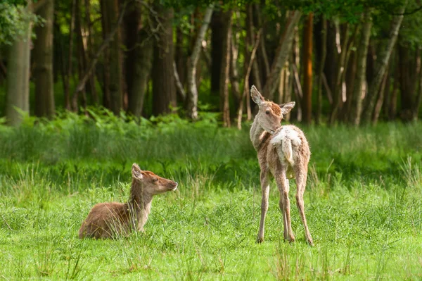 Kızıl geyik fawns — Stok fotoğraf
