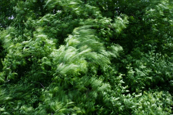 Hojas de árbol borrosas por movimiento — Foto de Stock