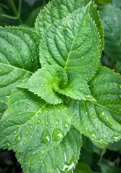 stock image Green leaves with drops