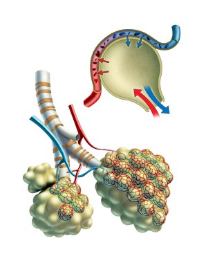 Pulmonar alveoli clipart