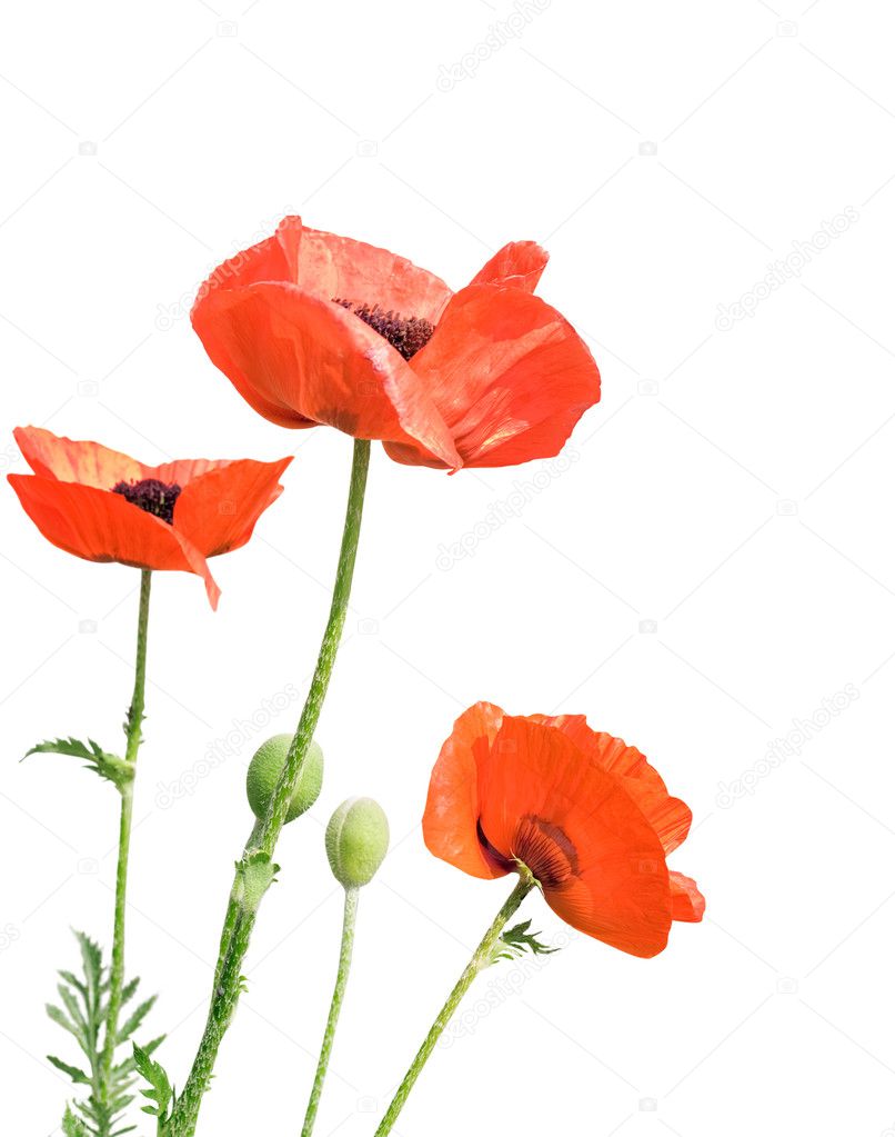 Many red poppies isolated on a white background angle of a page