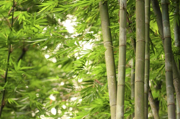 Ray bir ışık yeşil bambu ormanı — Stok fotoğraf