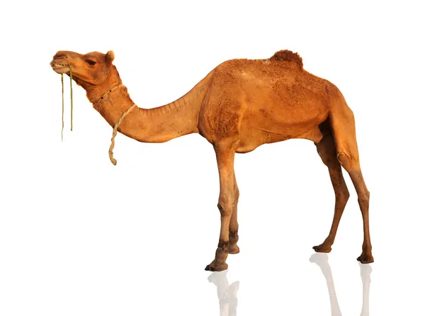 Osamělý domácí camel izolovaných na bílém. — Stock fotografie