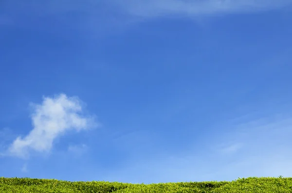 Луг с зеленой травой — стоковое фото