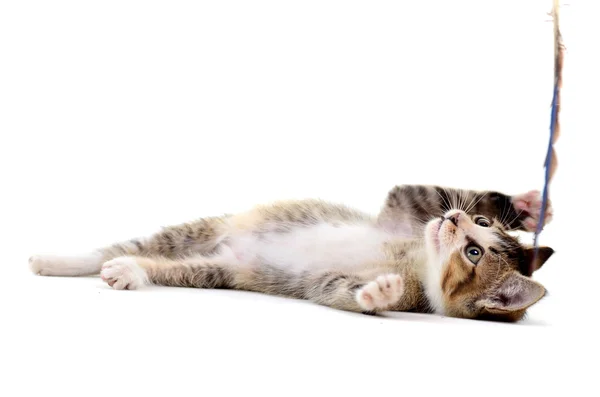 Graues Kätzchen beim Spielen und Greifen vor weißem Hintergrund — Stockfoto