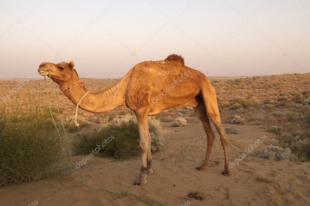 Camel, Bikaner, India