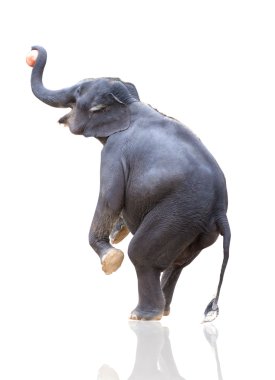 Elephant throwing ball clipart