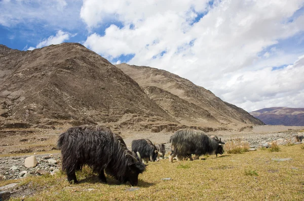 Paisaje tibetano con ovejas y cabras pastando — Foto de Stock