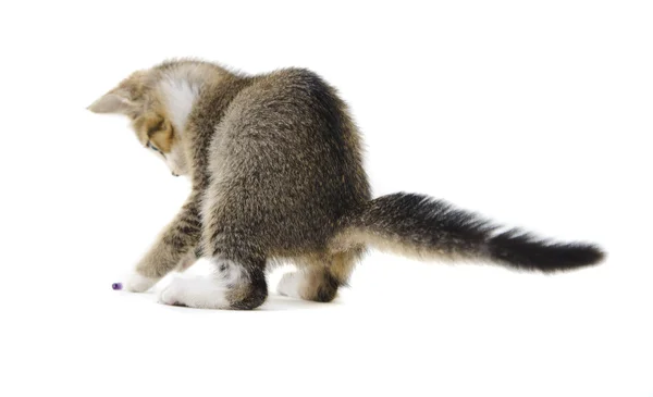 Gattino grigio che gioca — Foto Stock