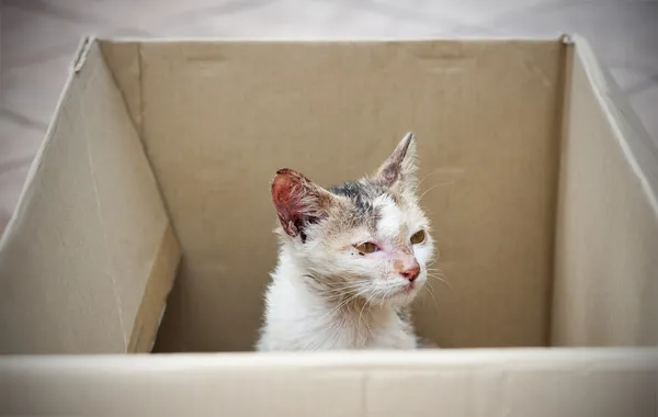 Gato callejero siendo rescatado — Foto de Stock