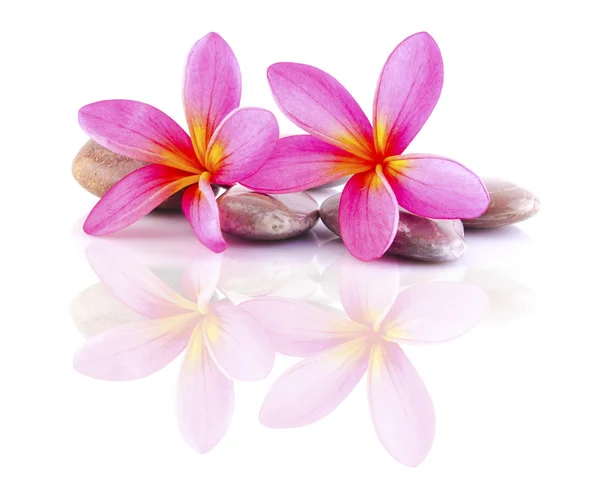 Piedras Zen con frangipani —  Fotos de Stock