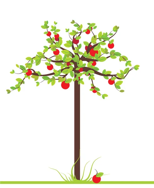 Elma ağacı — Stok Vektör