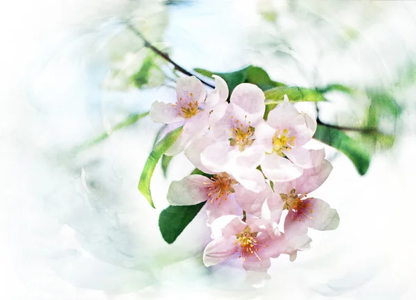 Frühling Bäume blühen Aquarell Illustration — Stockfoto