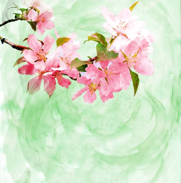 Bahar ağaçları suluboya resimleriyle çiçek açar. — Stok fotoğraf