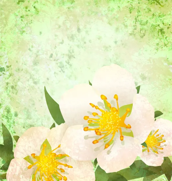 Dzikie róże białe kwiaty — Zdjęcie stockowe