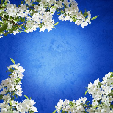 Blossoming apple tree spring photo clipart