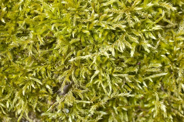 stock image Moss in spring