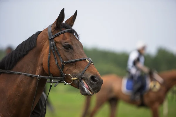 stock image Horse head closeup